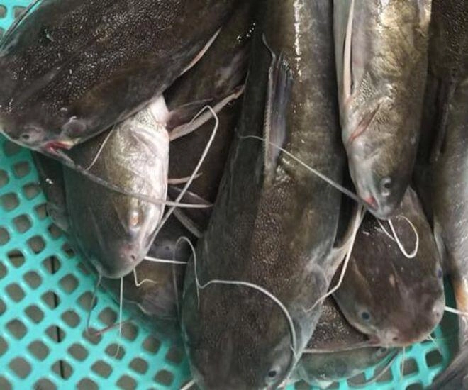 Loài cá có cái tên nguy hiểm là đặc sản cà mau đánh bắt cực khó ăn thử một lần là mê liền - 1