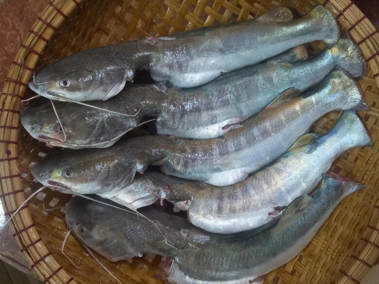Loài cá có cái tên nguy hiểm là đặc sản cà mau đánh bắt cực khó ăn thử một lần là mê liền - 2