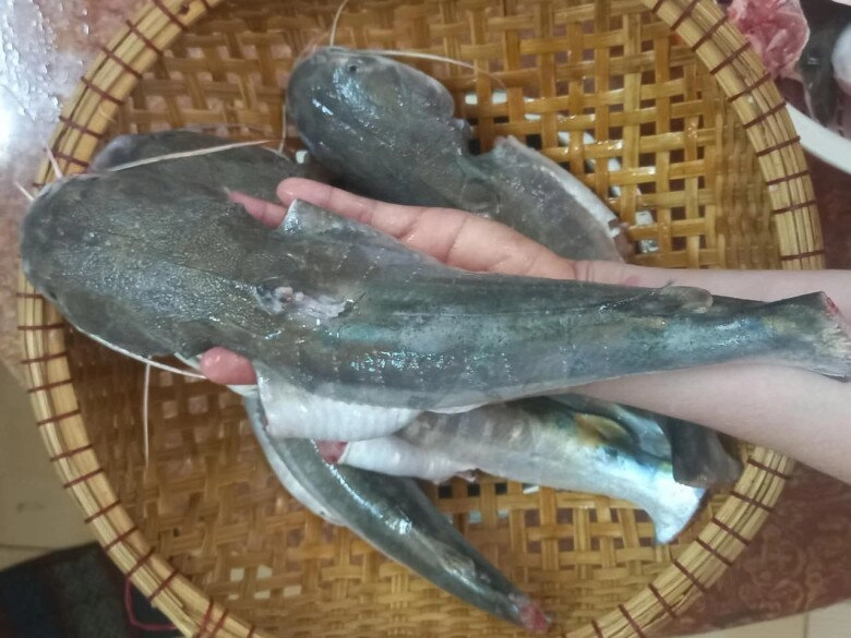 Loài cá có cái tên nguy hiểm là đặc sản cà mau đánh bắt cực khó ăn thử một lần là mê liền - 3