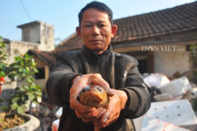Loài cá có cái tên nhạy cảm là đặc sản chỉ có ở ninh bình xưa chỉ dùng để tiến vua vì siêu quý hiếm - 3