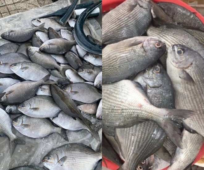Loài cá có tên kỳ dị nghe ai cũng sợ lại là đặc sản nổi tiếng dai ngon như thịt gà có tiền chưa chắc ăn được - 1