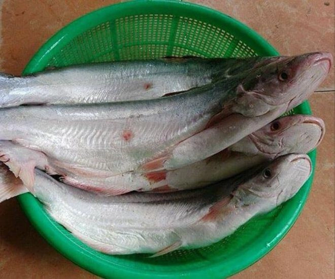 Loài cá có tên một loại quả vì tỏa ra mùi thơm phức là đặc sản hiếm ở cần giờ giá tới 1 triệu đồngkg khách vẫn mua hết sạch - 1