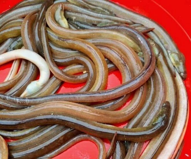 Loài cá lạ bề ngoài khiến nhiều người khiếp sợ lại là đặc sản thanh hóa giá tiền triệu mà vẫn tấp nập người tìm mua - 1