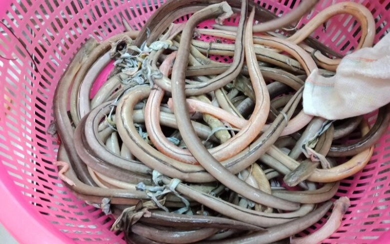 Loài cá lạ bề ngoài khiến nhiều người khiếp sợ lại là đặc sản thanh hóa giá tiền triệu mà vẫn tấp nập người tìm mua - 2