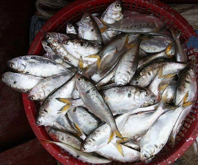 Loài cá lạ chỉ có ở hưng yên cứ vào mùa là chị em đổ xô lùng mua vì cực ngon béo mà giá thì rẻ - 1