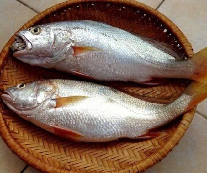 Loài cá nhà nghèo có cái tên nghe đã chậm chạp xưa bị chê bai nay thành đặc sản xuất khẩu nước ngoài - 1