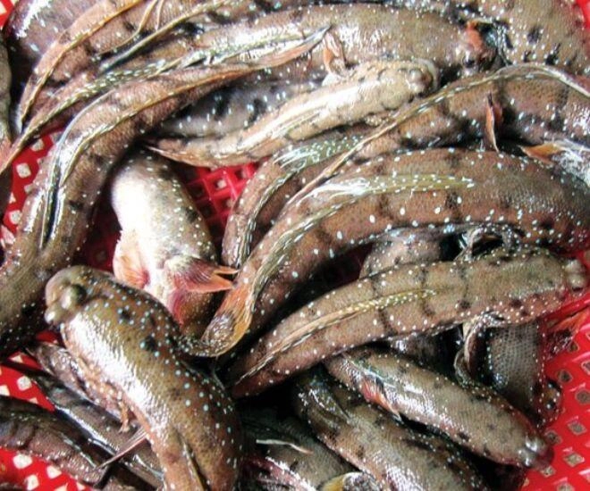 Loài cá siêu hiếm ở sóc trăng hình thù quái dị nhưng cực ngon có tiền cũng không có mà ăn - 1
