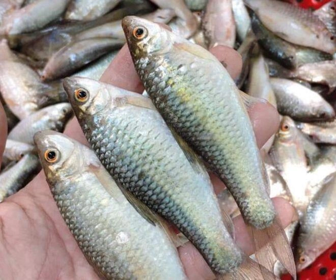 Loài cá tên lạ xưa bị chê bai nay thành đặc sản ăn một lần là mê ngon hơn cả mâm cao cỗ đầy - 1
