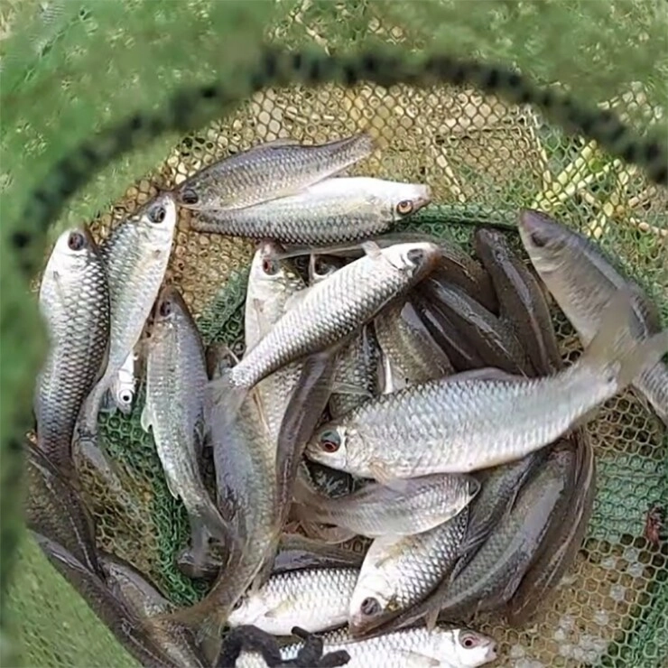 Loài cá tên lạ xưa bị chê bai nay thành đặc sản ăn một lần là mê ngon hơn cả mâm cao cỗ đầy - 2