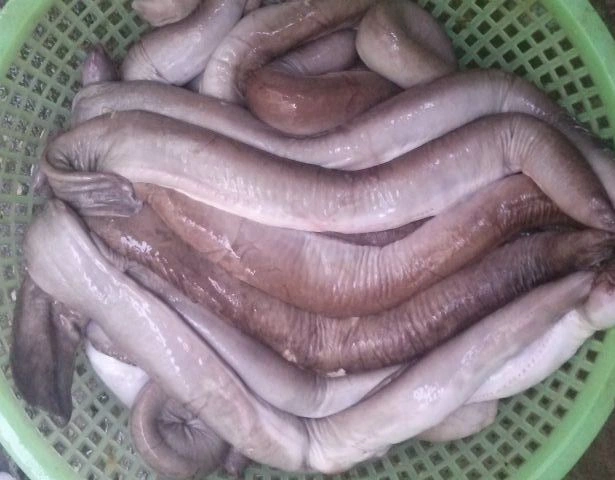 Loài cá xấu hết phần thiên hạ xưa không ai ăn giờ thành đặc sản nổi tiếng được dân phố săn lùng giá vài trăm nghìn đồngkg - 2