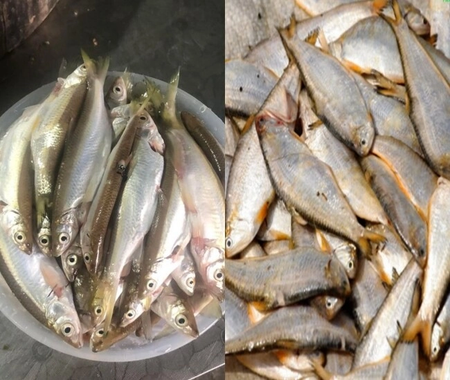 Loài cá xưa chả ai thèm để cho lợn ăn giờ thành đặc sản nổi tiếng một vùng phơi khô bán mắc gấp 10 lần cá tươi - 1