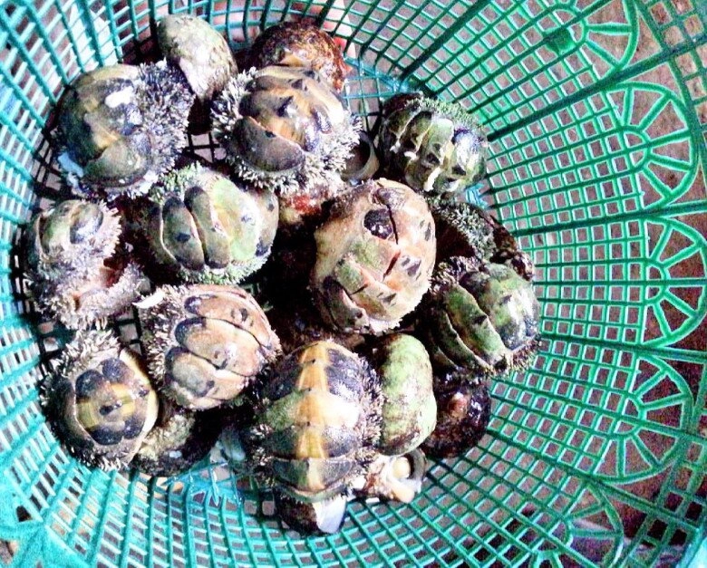 Loài có vẻ ngoài nhìn rợn tóc gáy nhưng là đặc sản hiếm có khó tìm chỉ người sành ăn mới biết là gì - 3