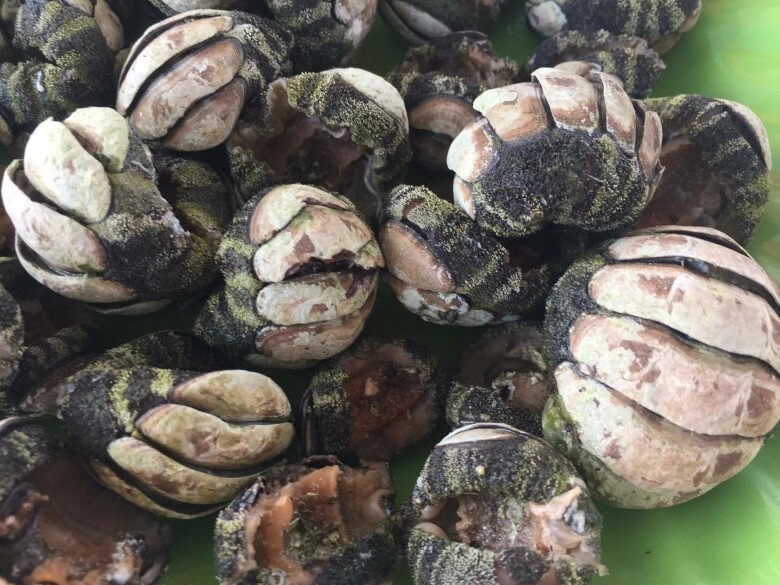 Loài có vẻ ngoài nhìn rợn tóc gáy nhưng là đặc sản hiếm có khó tìm chỉ người sành ăn mới biết là gì - 4
