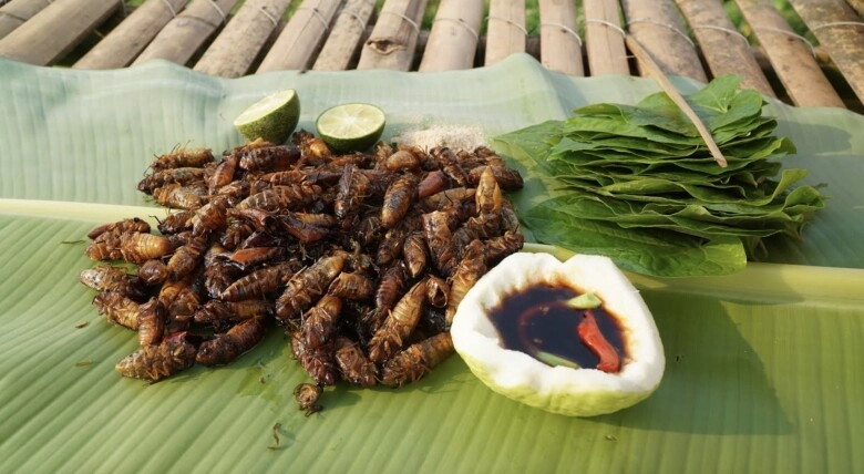 Loại côn trùng khiến nhiều người rùng mình bất ngờ thành đặc sản được nhà giàu săn lùng giá 600000 đồngkg vẫn có người mua - 3