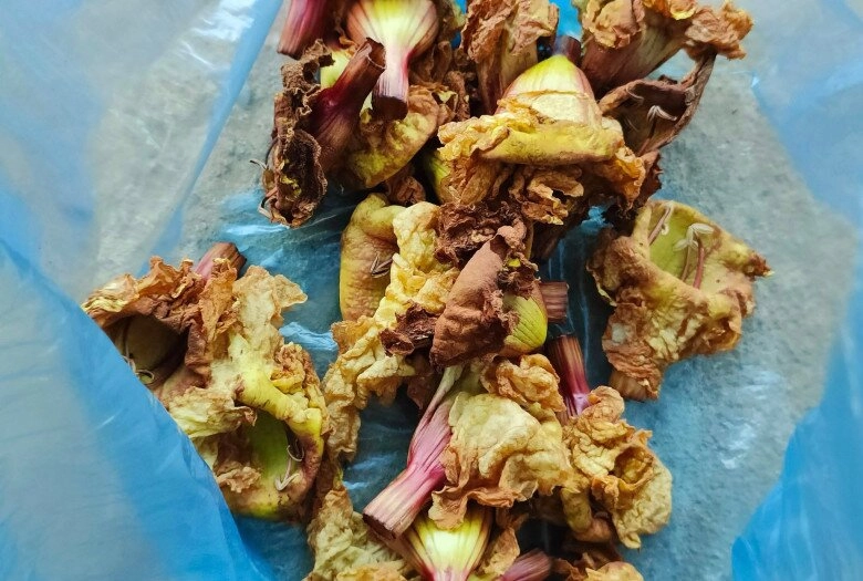 Loại hoa xưa rụng đầy gốc không ai biết nay thành đặc sản gây nghiện được dân phố săn lùng - 4