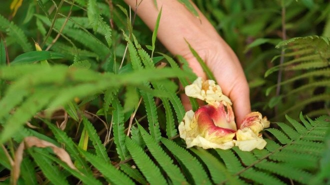 Loại hoa xưa rụng đầy gốc không ai biết nay thành đặc sản gây nghiện được dân phố săn lùng - 5
