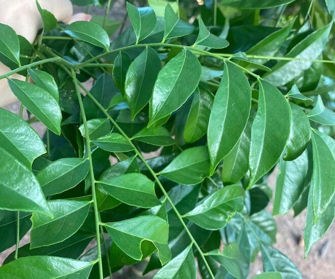 Loại lá mọc bờ bụi xưa không ai biết nay thành đặc sản hương vị lạ làm thành nhiều món khoái khẩu ai cũng mê - 1