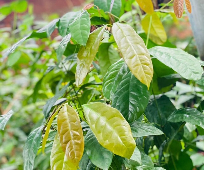 Loại lá mọc bờ rào có tên vô cùng lạ nay thành đặc sản người thành phố tranh nhau mua hương vị đặc biệt - 1