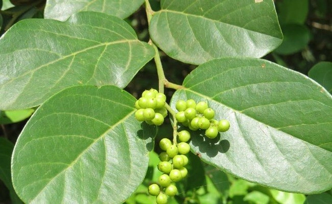 Loại lá mọc dại xưa không ai biết đến nay thành đặc sản nổi tiếng có hương vị đặc biệt dân thành phố ưa chuộng - 2