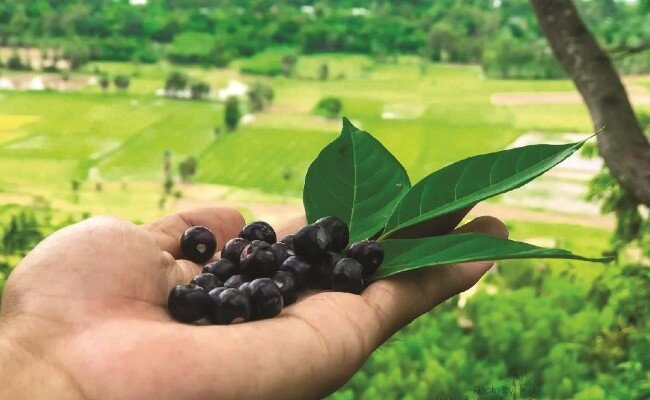 Loại lá mọc dại xưa không ai biết đến nay thành đặc sản nổi tiếng có hương vị đặc biệt dân thành phố ưa chuộng - 3