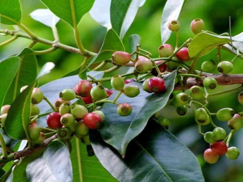 Loại lá xưa mọc đầy bờ bụi không ai biết đến nay thành đặc sản được người thành phố thích mê hương vị đặc biệt - 2