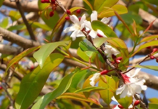 Loại lá xưa rụng đầy không ai biết đến nay thành đặc sản khoái khẩu có hương vị đặc biệt dân thành phố thích mê - 2