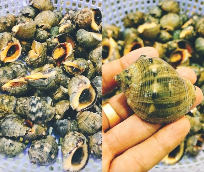 Loài ốc có tên của một loại gia vị quen thuộc hình thù kỳ lạ ít ai biết chỉ hấp thôi đã thành món ngon hết sẩy - 1