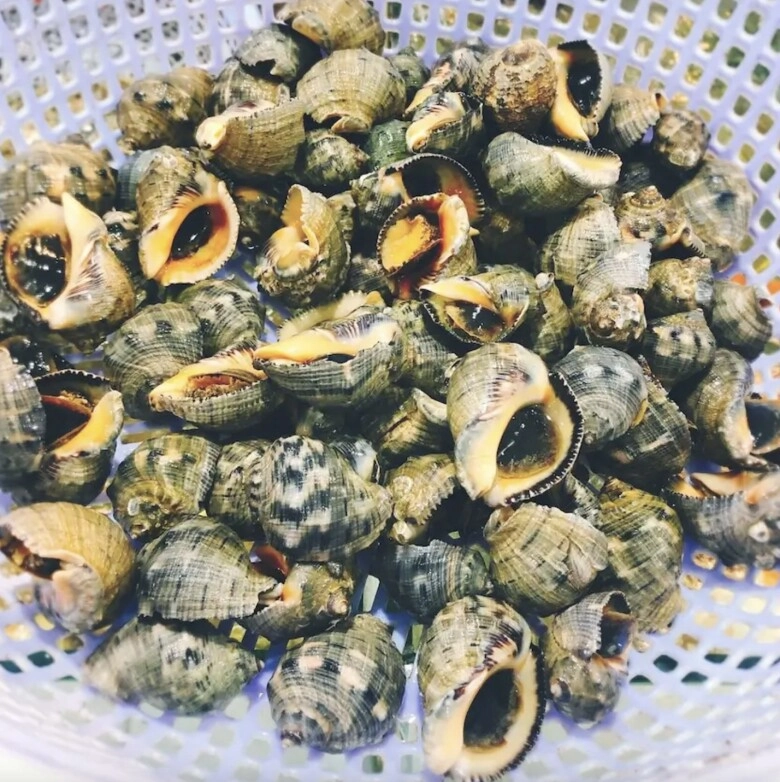 Loài ốc có tên của một loại gia vị quen thuộc hình thù kỳ lạ ít ai biết chỉ hấp thôi đã thành món ngon hết sẩy - 2