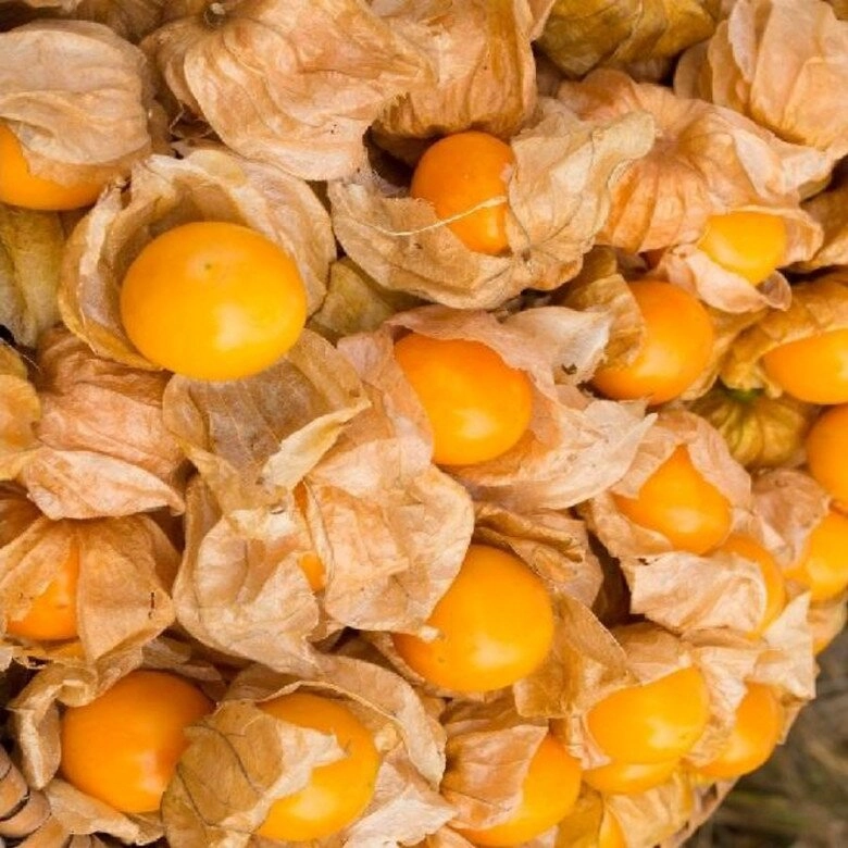 Loại quả dại mọc đầy đường là món vặt tuổi thơ việt lại là siêu trái cây tiền triệu được săn lùng ở nước ngoài giá gần 700000 đồngkg - 3