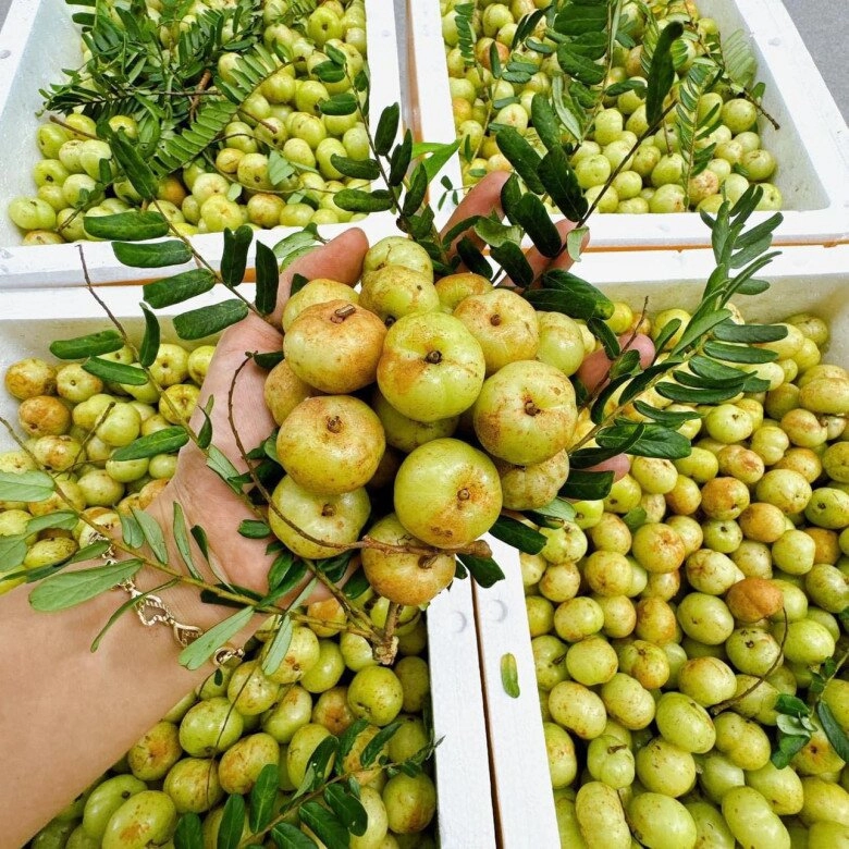 Loại quả khổ tận cam lai rụng đầy trên núi không ai nhặt từ thứ quả dại đến cơn sốt chợ mạng - 2
