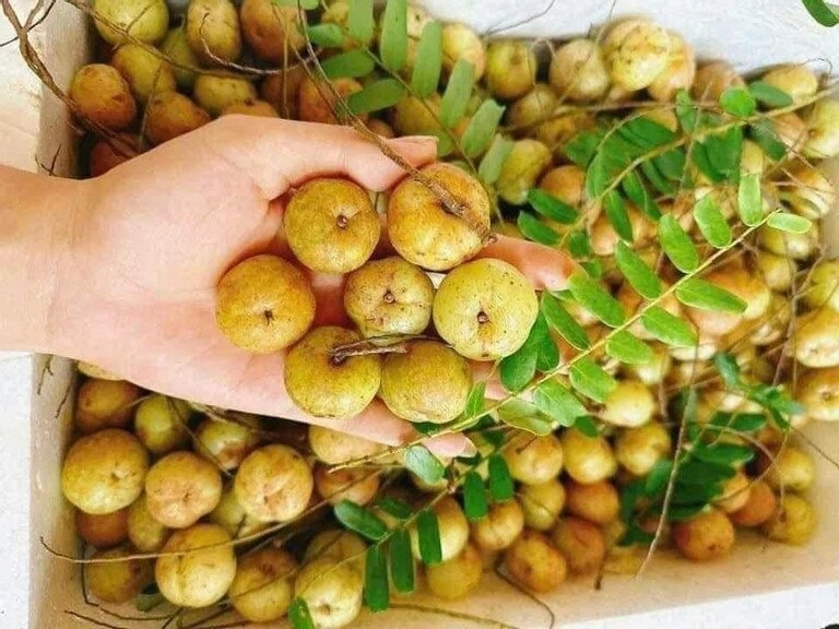 Loại quả khổ tận cam lai rụng đầy trên núi không ai nhặt từ thứ quả dại đến cơn sốt chợ mạng - 5