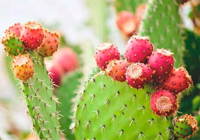 Loại quả mọc dại tưởng không ăn được nay thành đặc sản có giá đắt đỏ dân thành phố ưa chuộng - 3