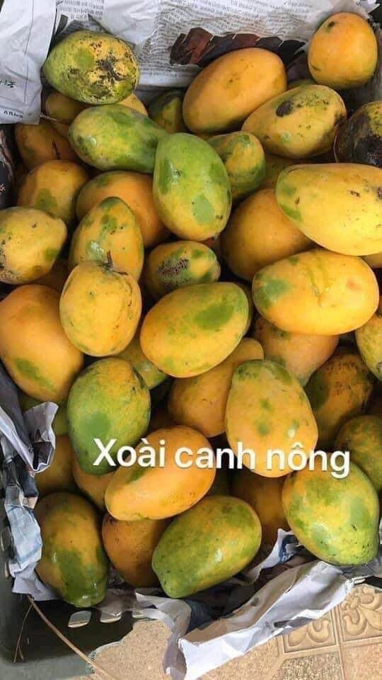 Loại quả quê xưa không ai biết đến nay thành đặc sản nổi tiếng có hương vị đặc biệt dân thành phố ưa chuộng - 3