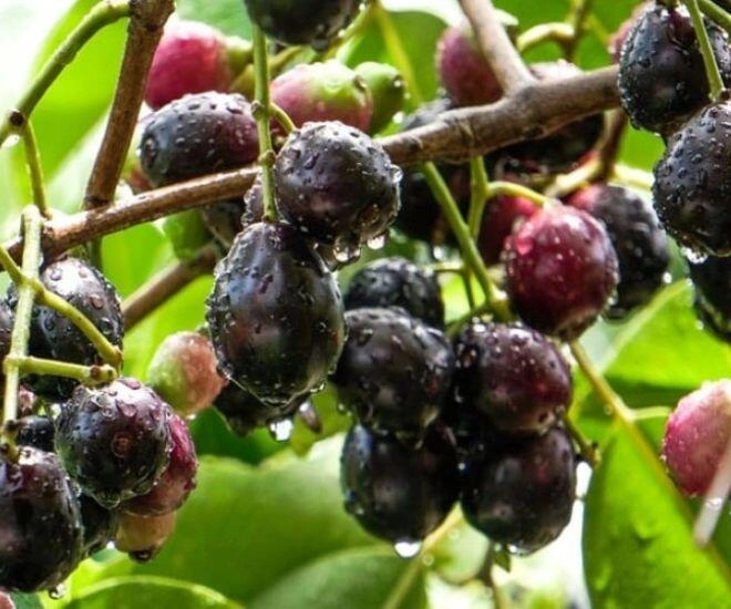 Loại quả trên rừng xưa chỉ trẻ con nhặt ăn chơi nay xuống phố thành đặc sản giá cao gấp mấy lần vẫn ùn ùn người mua - 1