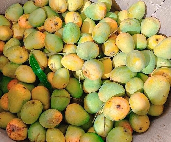 Loài quả xưa không ai biết đến đến nay thành đặc sản dân thành phố thích mê hương vị đặc biệt - 1