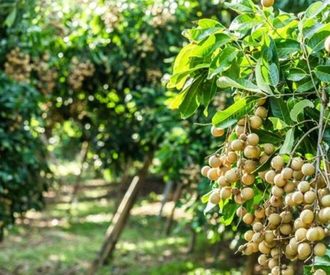 Loại quả xưa không ai biết đến nay thành đặc sản có hương vị lạ được ưa chuộng dân thành phố thích mê - 1