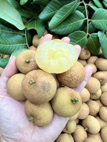 Loại quả xưa không ai biết đến nay thành đặc sản có hương vị lạ được ưa chuộng dân thành phố thích mê - 3