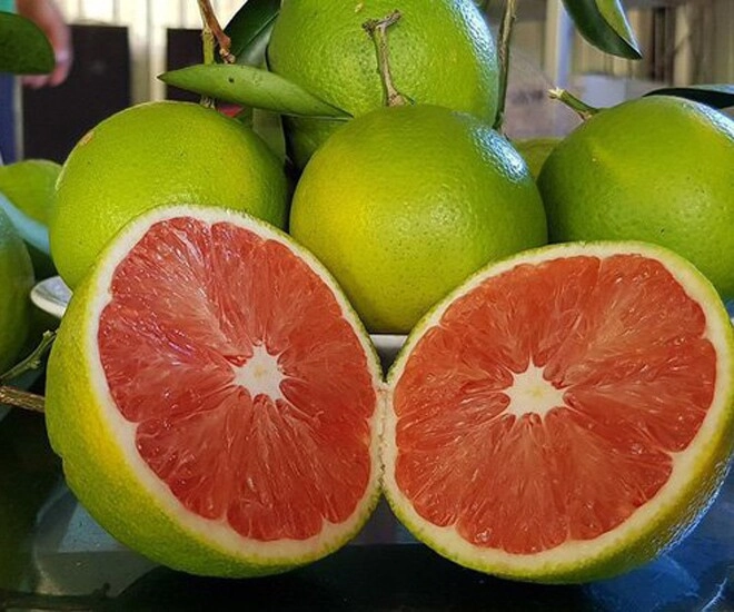 Loại quả xưa không ai biết đến nay thành đặc sản nổi tiếng có hương vị đặc biệt dân thành phố thích mê - 1