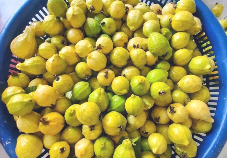 Loại quả xưa không ai biết đến nay thành đặc sản nổi tiếng có hương vị lạ dân thành phố thích mê - 1