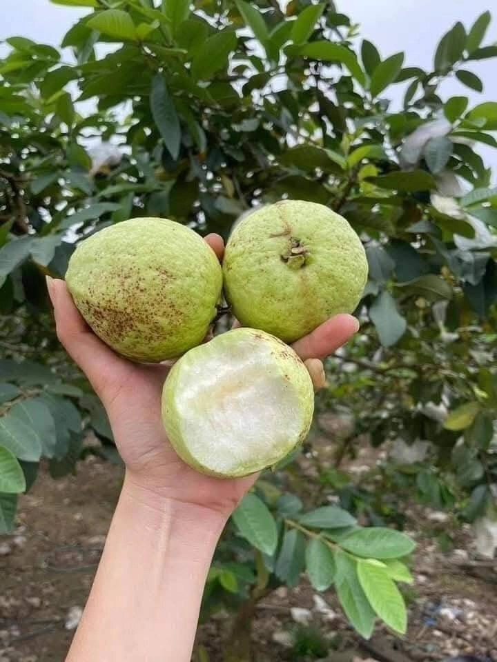 Loại quả xưa không ai biết đến nay thành đặc sản nổi tiếng khắp nơi vì hương vị đặc biệt ai ăn cũng mê - 2