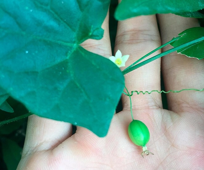 Loại quả xưa không ai ngó ngàng nay thành đặc sản có hương vị đặc biệt dân thành phố săn lùng khắp nơi - 1