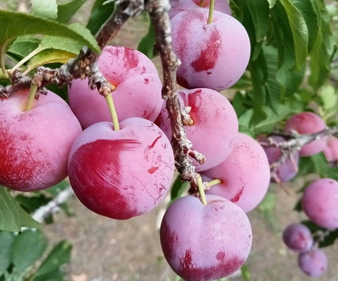 Loại quả xưa không ai ngó ngàng nay thành đặc sản có hương vị lạ dân thành phố ưa chuộng - 1