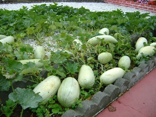Loại quả xưa nhà nghèo mới ăn nay thành đặc sản dân thành phố săn lùng có hương vị lạ - 1