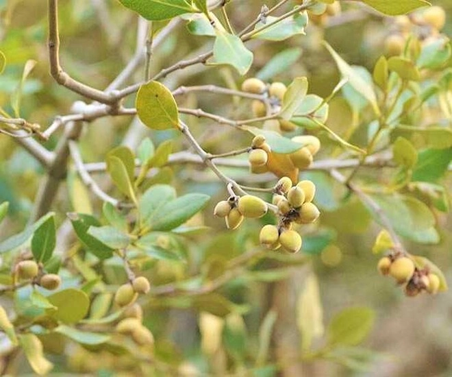 Loại quả xưa rụng đầy gốc không ai ngó ngàng nay thành đặc sản nổi tiếng vì hương vị đặc biệt người thành phố săn lùng - 1