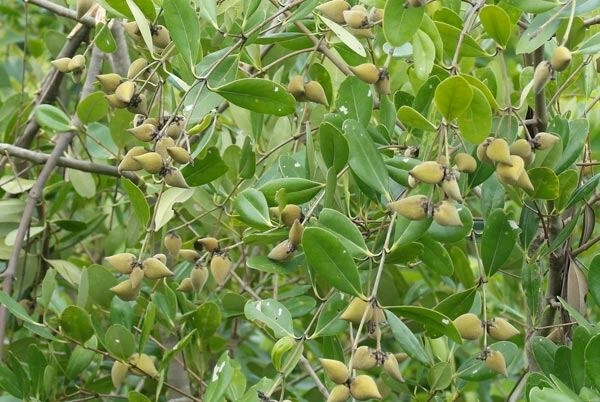 Loại quả xưa rụng đầy gốc không ai ngó ngàng nay thành đặc sản nổi tiếng vì hương vị đặc biệt người thành phố săn lùng - 3