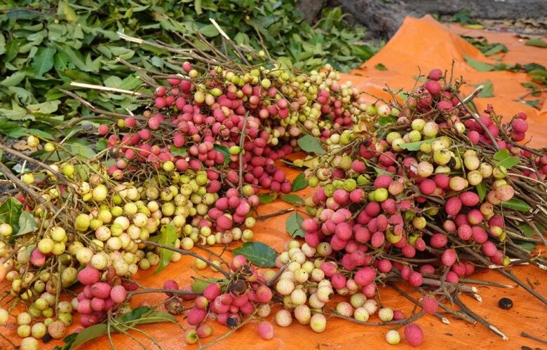 Loại quả xưa rụng đầy không ai biết đến nay thành đặc sản mùa hè được người thành phố ưa chuộng hương vị lạ - 3