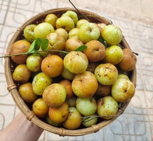Loại quả xưa rụng đầy không ai ngó ngàng nay thành đặc sản có hương vị lạ người thành phố ưa chuộng ai ăn cũng mê - 3