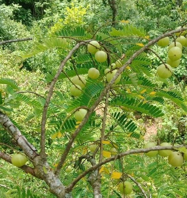 Loại quả xưa rụng đầy không ai ngó ngàng nay thành đặc sản có hương vị lạ người thành phố ưa chuộng ai ăn cũng mê - 4
