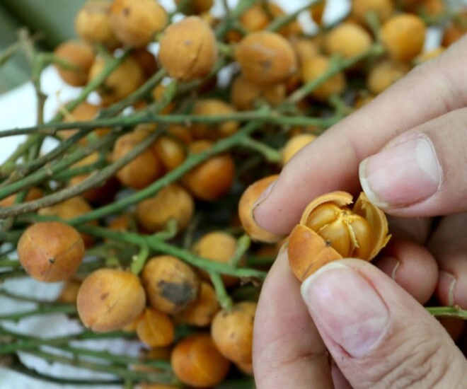 Loại quả xưa rụng đầy không ai ngó ngàng nay thành đặc sản nổi tiếng có hương vị đặc biệt dân thành phố thích mê - 1