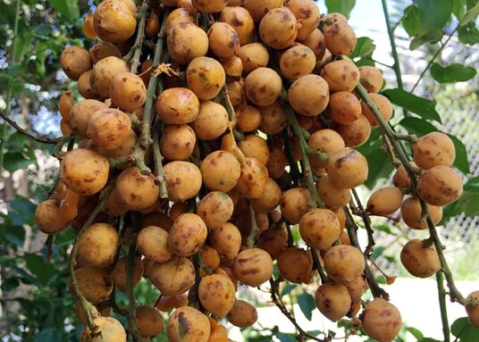 Loại quả xưa rụng đầy không ai ngó ngàng nay thành đặc sản nổi tiếng có hương vị đặc biệt dân thành phố thích mê - 2